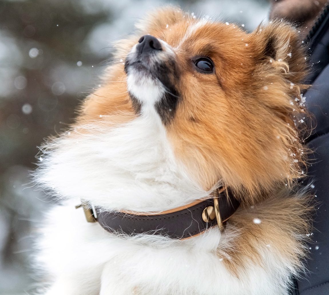  Stylish and Durable Leather Dog Collars from Sun Enterprises: The Perfect Choice for Your Beloved Pets in the USAe your creations with top-quality materials, USA.