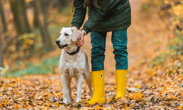 OFFREZ LE MEILLEUR A VOTRE CHIEN