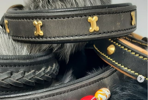 Trouve le parfait collier pour chien pour ton toutou