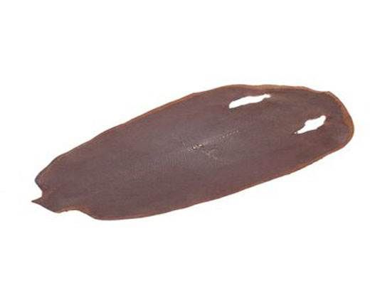 stingray-whole-skin-polished-ca49-x-26-cm