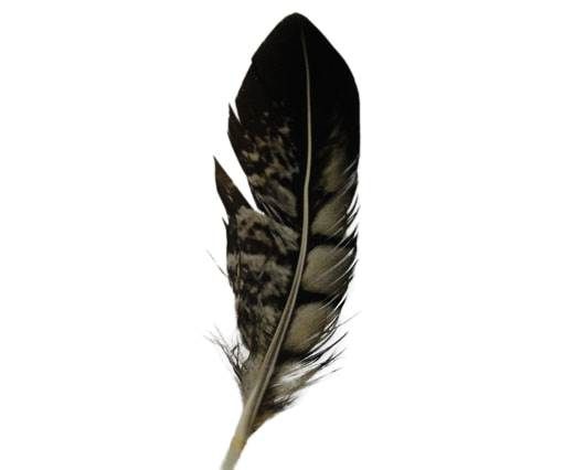 Feather-FR-04