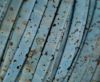Cork Flat-5mm-teal