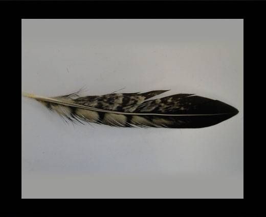 Feather-FR-04