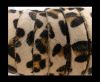 Hair-On Leather Flat-Leopard Skin (light)-20mm