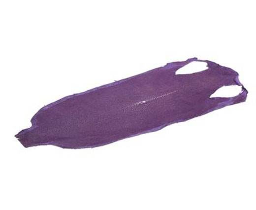 stingray-whole-skin-polished-ca38-x-15-cm