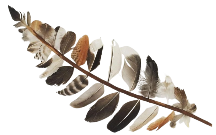 Fur and Feather