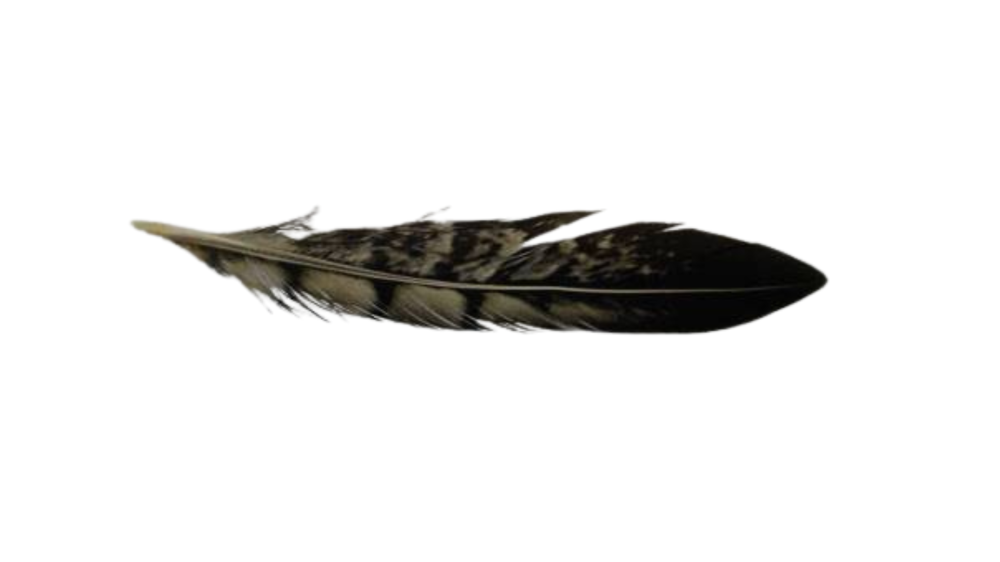 Feather-FR-04