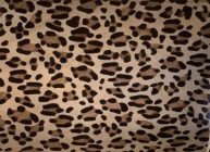 Leather Hides