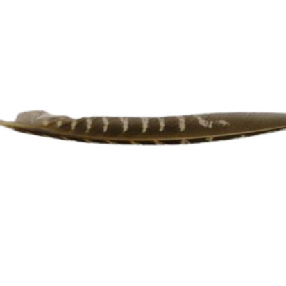 Feather-FR-03