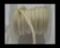 Habotai silk cords - Cream 4002