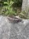 Hawaii Bolo Braided Leather Bracelet - Style 150